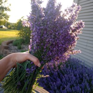 Short Stem Culinary Lavender | Deep Blue, Aromatic Stems